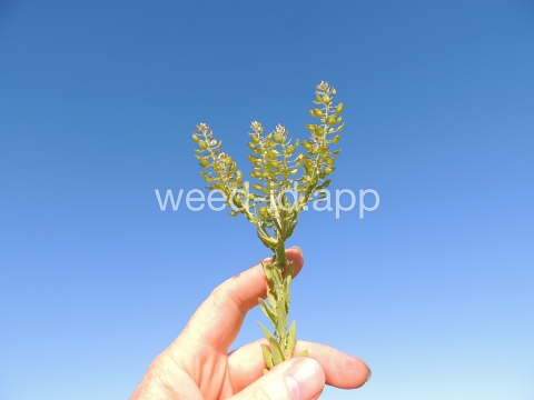 pepperweed, field